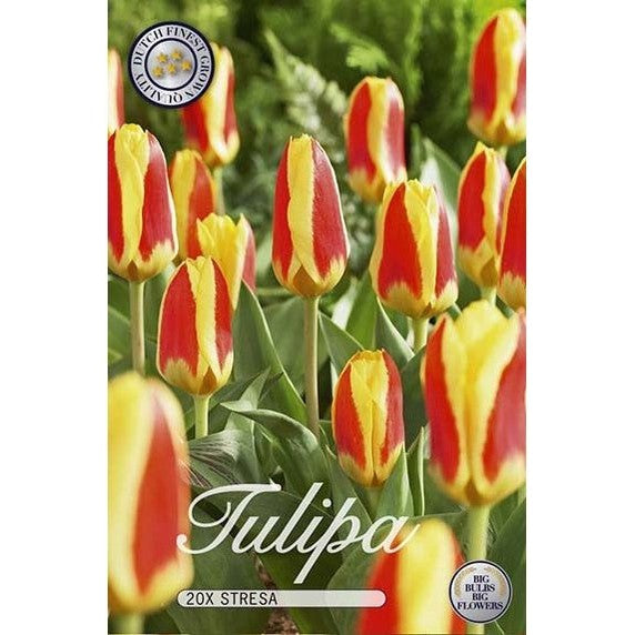 Tulpan Stresa 15-pack